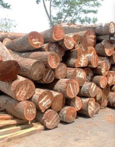 Proses pengawetan kayu pada pintu engineering